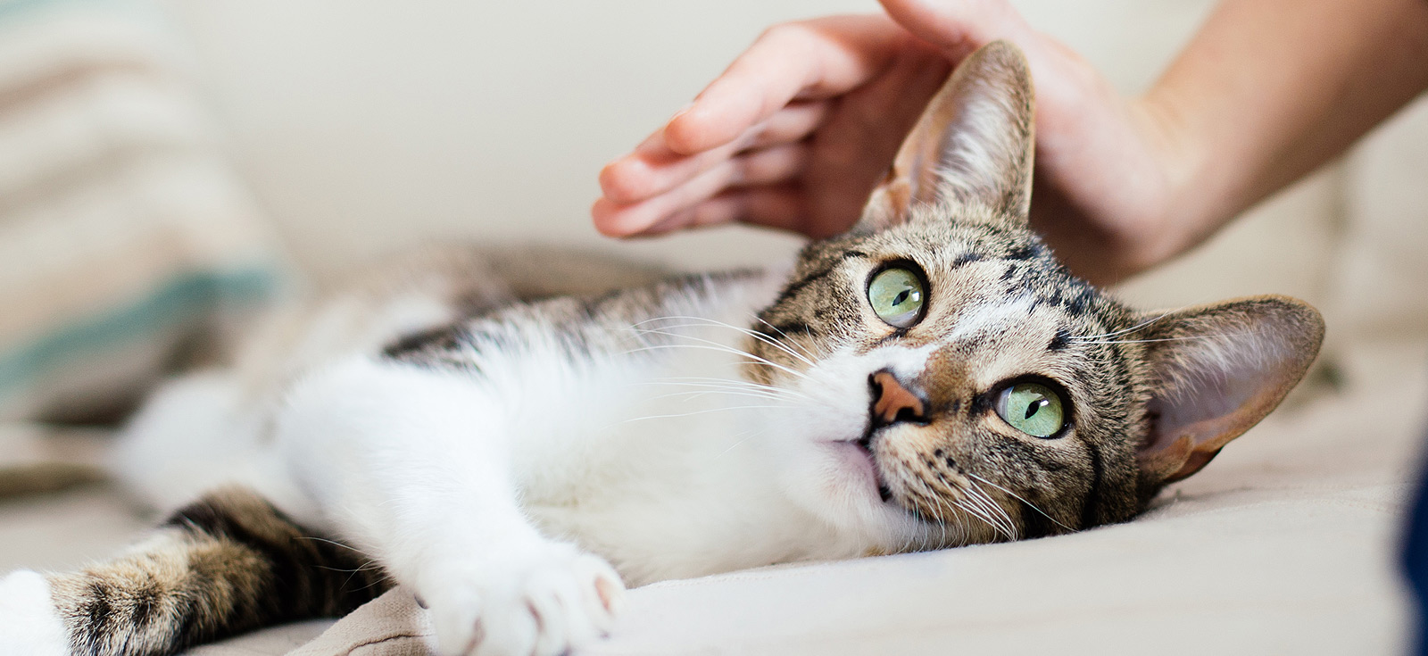 Refuge4Pets-training & resources