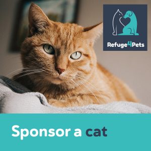 Sponsor a Cat