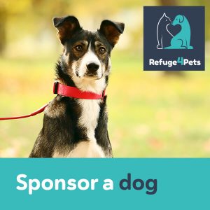 Sponsor a Dog