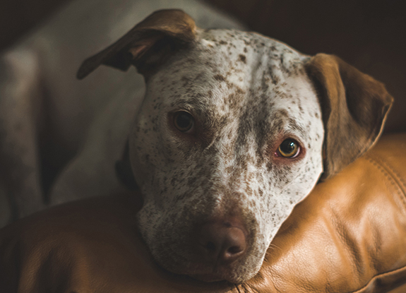 Refuge4Pets-Animal Fostering Service