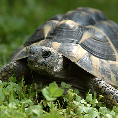 Refuge4Pets-tortoise-February 2026 Newsletter