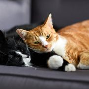 Cats-Refuge4Pets-April 2026 newsletter