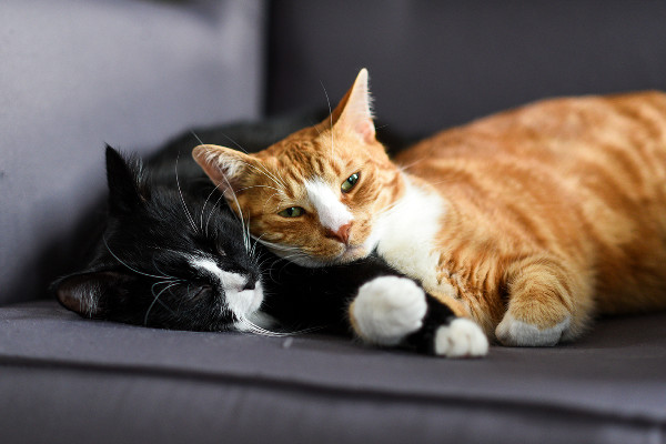 Cats-Refuge4Pets-April 2026 newsletter