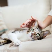Refuge4Pets-animal fostering